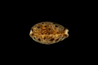 藏品(山貓寶螺)的圖片